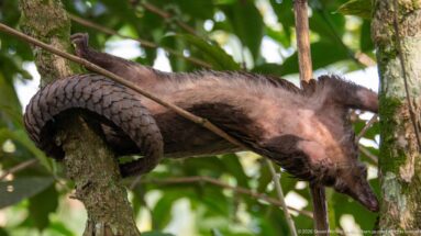 White-bellied tree pangolin stretched between trunks, tail wrapped around one tree and forelimbs reaching toward another.