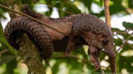 White-bellied tree pangolin stretched across a tree fork with its long scaled tail curled around the trunk.