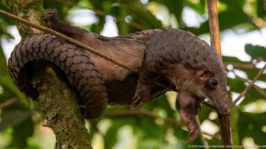 White-bellied tree pangolin stretched across a tree fork with its long scaled tail curled around the trunk.