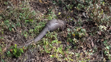 White-bellied tree pangolin seen from above on leaf litter, with overlapping scales and a long tapering tail.