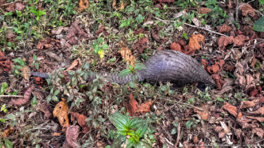 White-bellied tree pangolin moving through leaf litter and low forest plants, viewed from above.