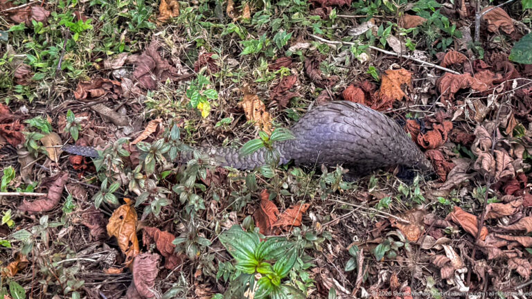 White-bellied tree pangolin moving through leaf litter and low forest plants, viewed from above.