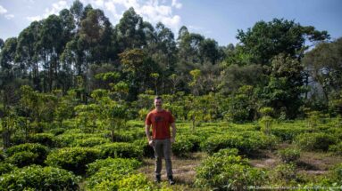 Person standing among low cultivated plants with tall trees and dense mixed vegetation behind him.