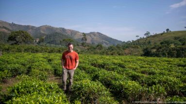 Person standing among rows of green crops with a steep, partly cultivated mountain landscape in the background.