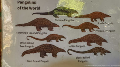 Illustrated Pangolins of the World chart showing eight named pangolin species with different body and tail forms.