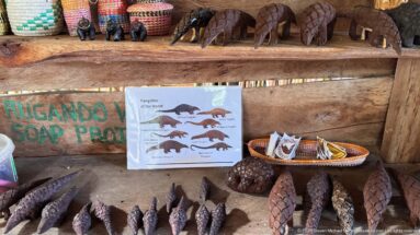 Wooden pangolin carvings, scale-shaped objects, woven baskets, and a Pangolins of the World chart on rustic shelves.