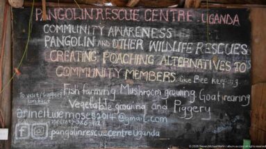 Chalkboard lists Pangolin Rescue Centre community awareness, wildlife rescue, anti-poaching alternatives, and several livelihood activities.