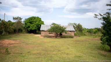 Small corrugated-metal-roofed dwelling standing in an open grassy plot with shrubs and scattered trees.