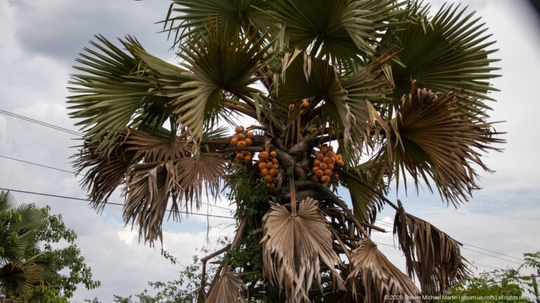 Mature fan palm with broad radial leaves and dense clusters of orange-brown fruit beneath the crown.