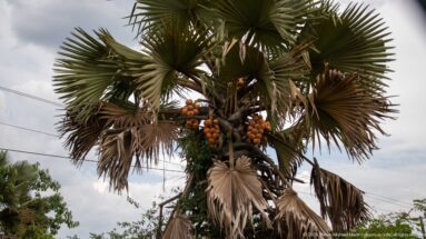Mature fan palm with broad radial leaves and dense clusters of orange-brown fruit beneath the crown.