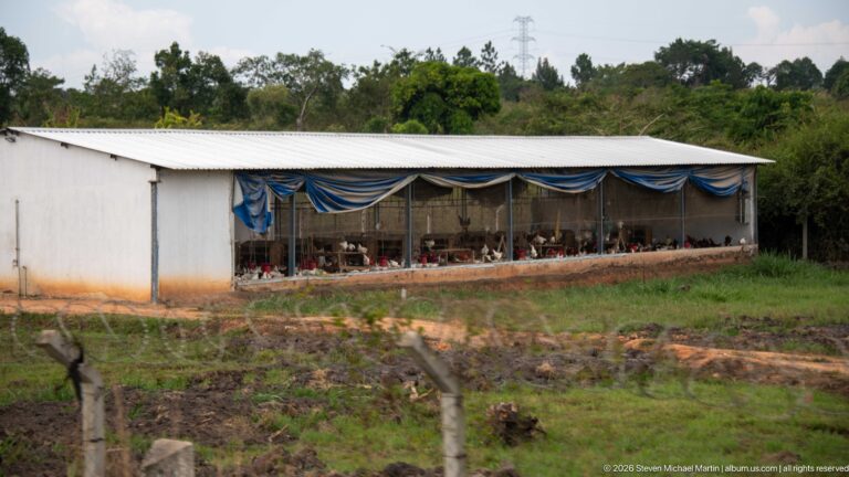 Long open-sided poultry shed with many chickens visible inside beneath a corrugated metal roof and blue fabric panels.