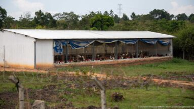 Long open-sided poultry shed with many chickens visible inside beneath a corrugated metal roof and blue fabric panels.