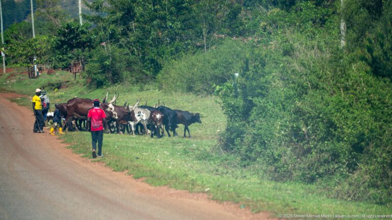 Mixed herd of goats gathered on a grassy roadside verge with two people standing nearby.