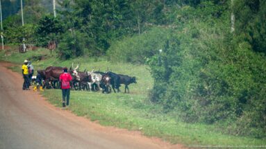 Mixed herd of goats gathered on a grassy roadside verge with two people standing nearby.