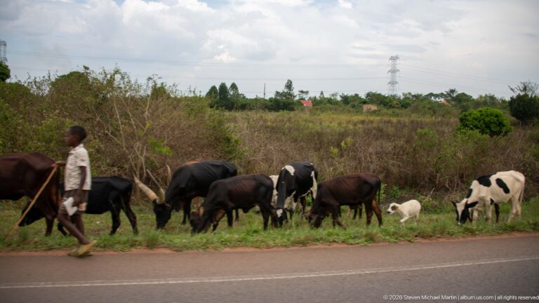 Boy walking with a mixed herd of cattle and goats grazing along the grassy verge of a paved road.