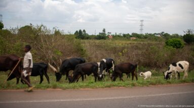 Boy walking with a mixed herd of cattle and goats grazing along the grassy verge of a paved road.