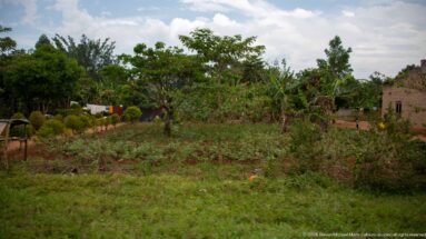 Mixed garden plot with low crops, banana plants, shrubs, and modest houses in a Ugandan settlement.