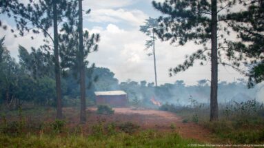 Smoke and small flames burning low vegetation among tall trees near a simple metal-roofed structure.