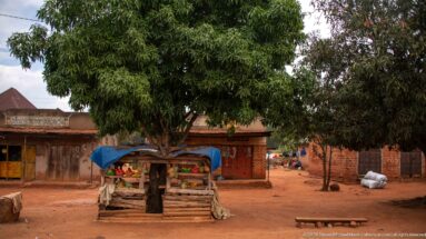Small fruit stall under a large tree with produce on wooden shelves and a blue tarp beside brick buildings.