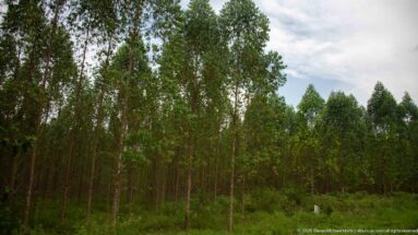 Tall straight-trunked plantation trees growing in regular spacing above a low green understory.