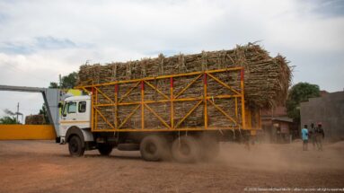 Flatbed truck carrying a towering load of long cut crop stalks through a dusty roadside settlement.