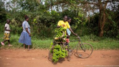 Man pushing a bicycle heavily loaded with green banana bunches along a dirt roadside as pedestrians walk nearby.