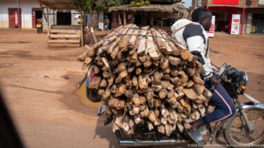 Motorcyclist carrying an oversized bundle of cut firewood strapped across the rear of the bike on a dirt roadside.