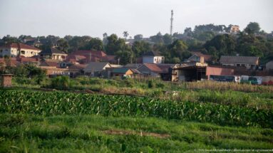 Maize and green crops growing in an open plot with clustered houses rising on the hillside behind.