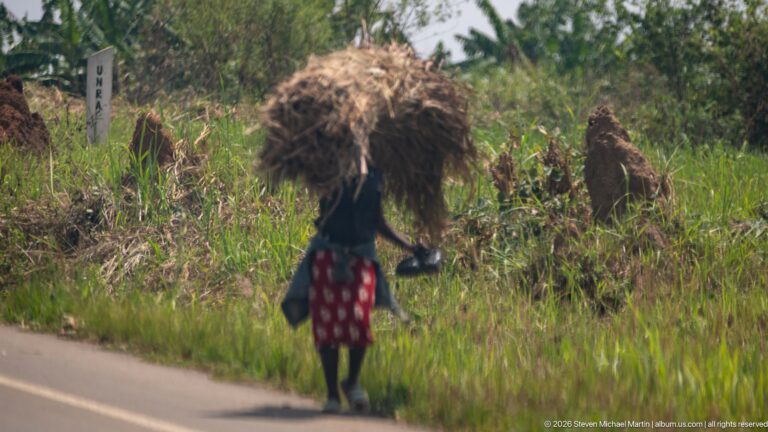 Rear view of woman in a red patterned skirt carrying a huge bundle of dried vegetation on her head.