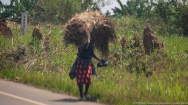 Rear view of woman in a red patterned skirt carrying a huge bundle of dried vegetation on her head.