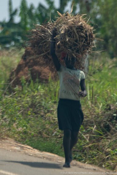Woman walking beside the road with an enormous bundle of cut grass or reeds balanced on her head.