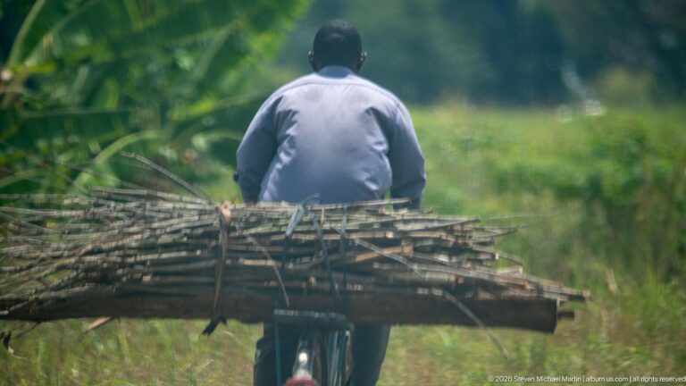 Man riding a bicycle with a wide horizontal bundle of long poles or canes strapped across the rear.