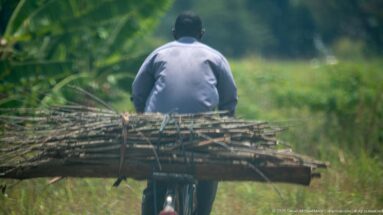 Man riding a bicycle with a wide horizontal bundle of long poles or canes strapped across the rear.