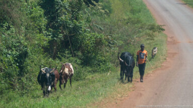 Person walking several horned cattle along a grassy roadside verge beside dense green vegetation.