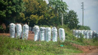Rows of tall filled white sacks standing upright on a grassy roadside plot beneath trees.