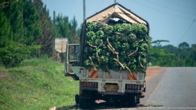 Rear of a small cargo truck tightly packed with green banana bunches on a paved Ugandan road.