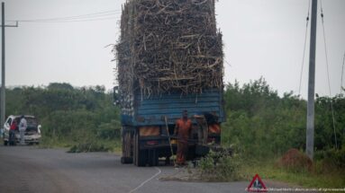 Blue truck carrying an exceptionally tall load of dry cut plant material, with two men and a warning triangle beside the road.