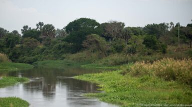 Still wetland waterway edged by floating plants and tall marsh vegetation with dense woodland in the background.