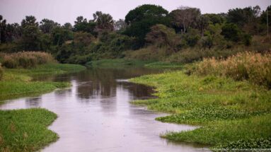 Calm wetland channel curving between floating vegetation, tall grasses, shrubs, palms, and dense trees.