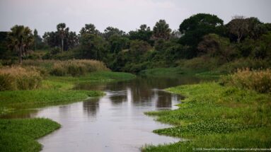Narrow wetland water channel bordered by floating green plants, tall grasses, palms, and dense tropical vegetation.
