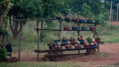 Simple wooden roadside rack holding gourds and other produce in bowls beside a grassy verge.