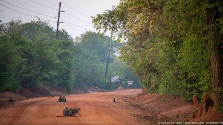 Several vervet monkeys sitting and moving along a reddish dirt road bordered by dense woodland.