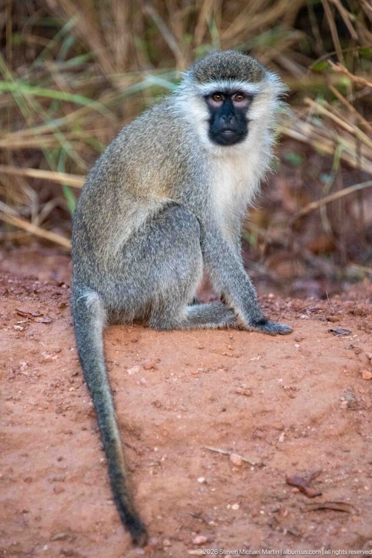 Vervet monkey sitting on reddish soil with black face, pale cheek fringe, gray coat, and long tail.