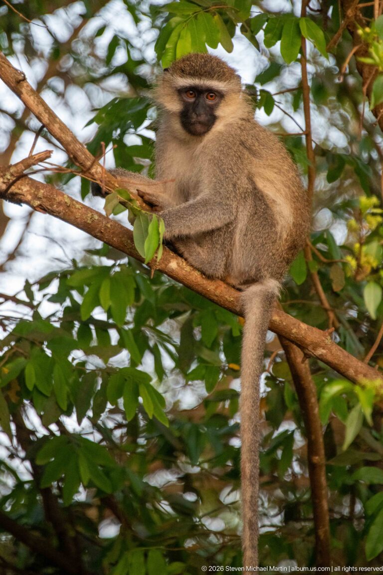 Vervet monkey perched on a horizontal tree branch among green leaves, with its long tail hanging downward.