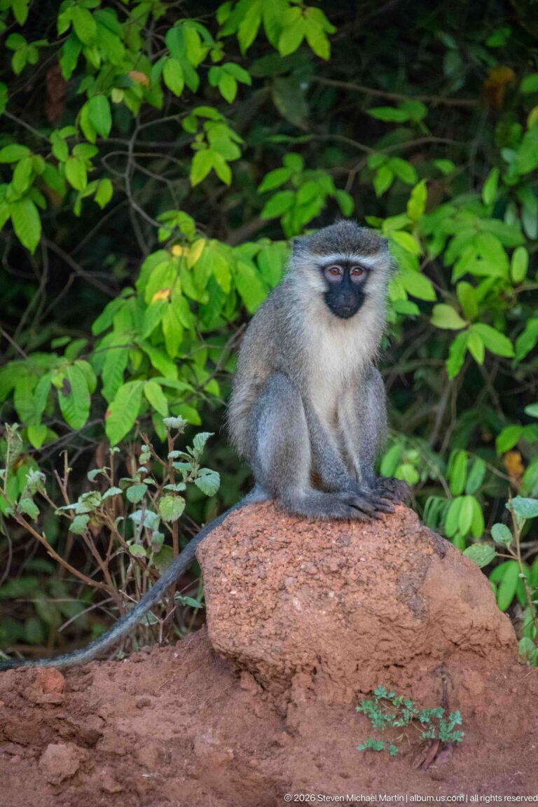 Vervet monkey sitting on a reddish rock with black face, pale cheek fringe, gray coat, and long tail.
