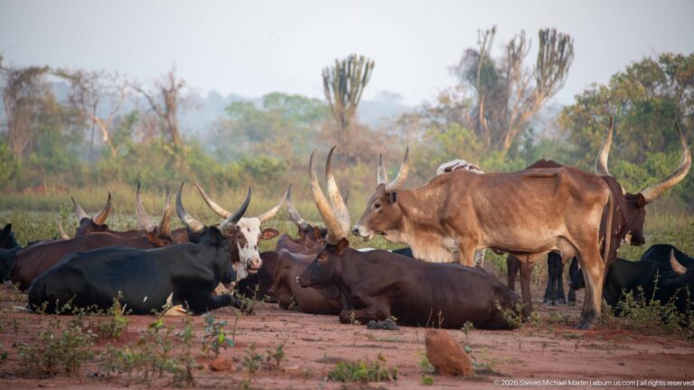 Resting herd of Ankole cattle with huge curved horns, including one brown animal standing near the center.