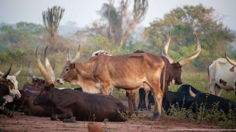 Group of long-horned Ankole cattle resting and standing together, including a tawny cow with very large upward-curving horns.