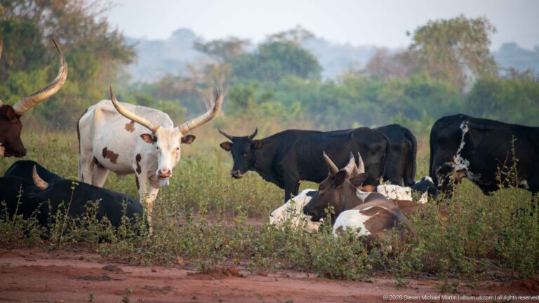 Group of black, brown, and piebald Ankole cattle with very long curved horns beside a dirt track.