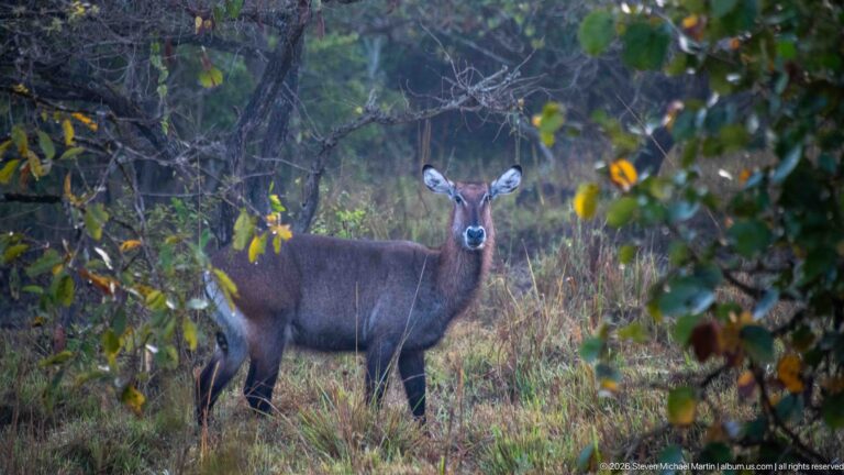 Hornless gray-brown waterbuck standing among grass and brush with large rounded ears and pale muzzle.