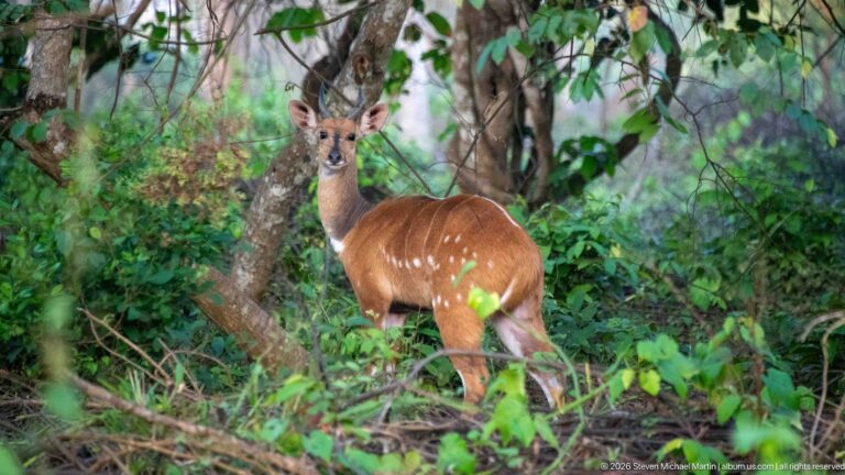 Female bushbuck facing the camera among dense woodland, with chestnut coat and white flank spots.